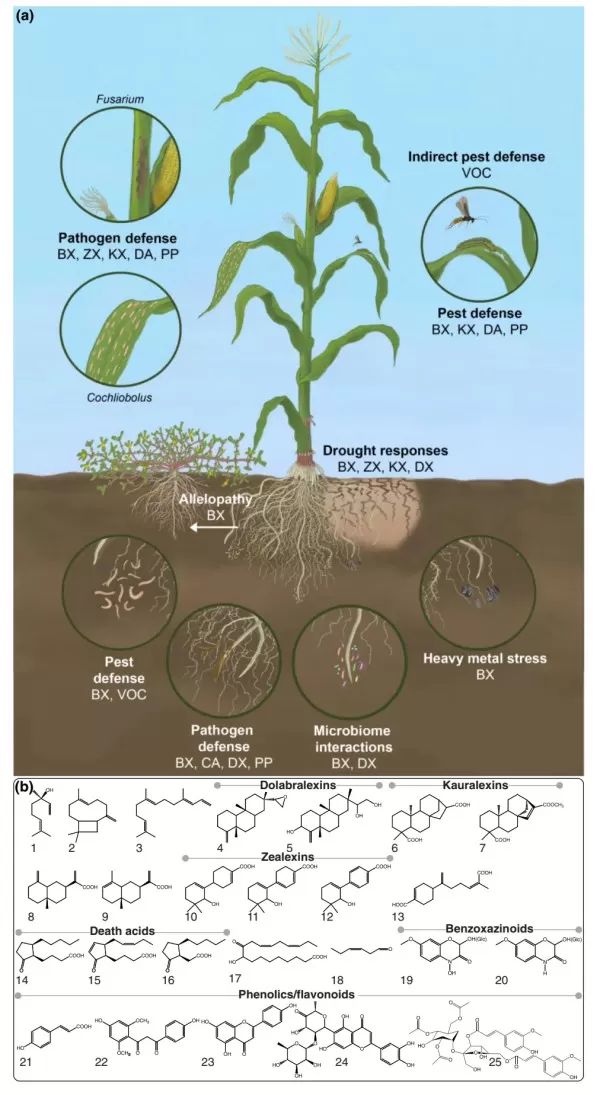 Figure 2. Specialized metabolites involved in maize stress responses [2]